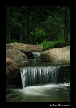 Forest Falls / *****
