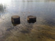 Stumps / ***