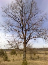 OAK / ***