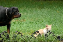 Kooperative Jagd / ***