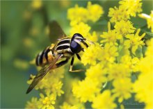 Schwebfliege / ***