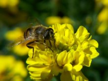 Bei der Arbeit / ***