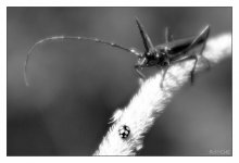 David und Goliath / ***