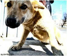 Erwacht durch den Hund / ***