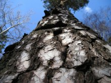 Pine / ***