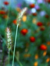 Im Sommer, der scheidende / *****