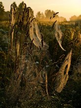 Abwehr Spinnentiere / ***