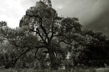 Baum / ***