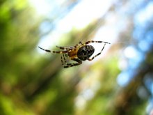 Spider / ------