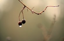 wenn die Natur ruft / posle dozhdia