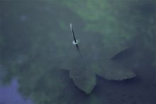 Leaf, luzha.Skoro Herbst ... / ***