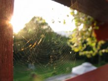 Double web / ***