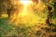 und die neuesten Solar-Yablonevaya ... / ***