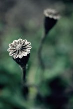 Survivor / *****