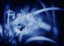 eine blaue Farbe - II / ***