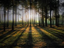 Morgen im Wald / ------------