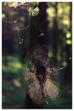 Wald Thema / ***