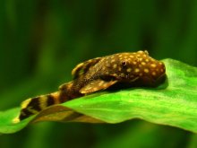 Fish-Nevelichka / ***