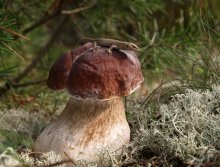 Eroberer der Eckpunkte / ***