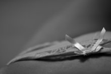 Wie ein Schmetterling küssen / ***