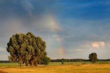 Rainbow auf dem Feld in Rot Farm Belarussii / 9.07.2009 20:40:24;
Tv 1/8,
Av 11, ISO 100