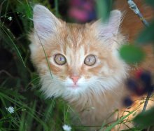 Ginger Ingwer tabby / ***