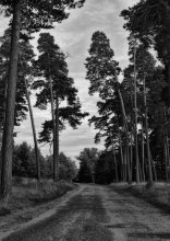 Pine / ***