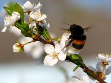 Im Flug / ***