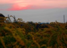 Sonnenuntergang / ******
