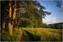 Morgen am Rande des Waldes / ...........