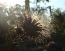 Sun Catcher / ***