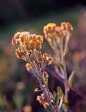 Immortelle / ***