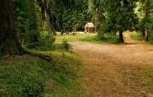 Morgen in einem Kiefernwald. / ***