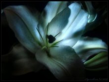 Moon flower / ***