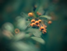 Beeren / .....................................