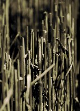 alle hinter / *****