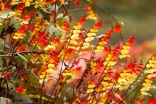 Fire Fall / ......