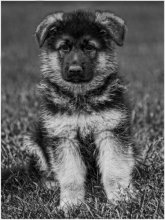 * ** Puppy / ***