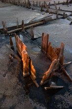 das Leben eines Baumes-1 / ***