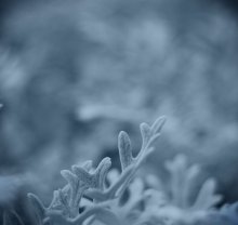 Soft-Schnee / .......