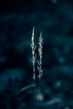Bis dass der Tod uns scheidet / http://www.youtube.com/watch?v=Np1WoaQZ9qA&feature=related