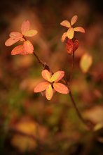 Herbstfarben / ***