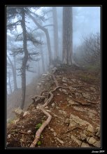 Gespannten Saite / ***