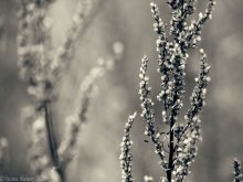 Letzte Blüten / -----------------------