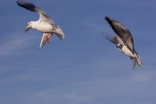 Flugtests. Tanken. / *****