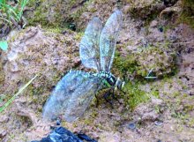 Libelle / ***