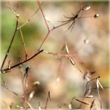 Das Schweigen der herbstlichen Wald / *****