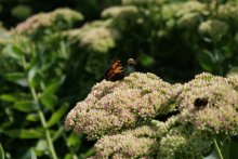 Bumblebee geht an die Landung / ***