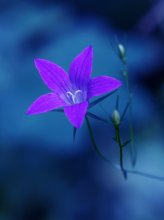 nenochnoy ......... / ***