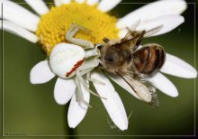Weiße Spinne und die Biene / ***